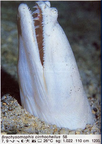 Brachysomophis cirrhocheilus